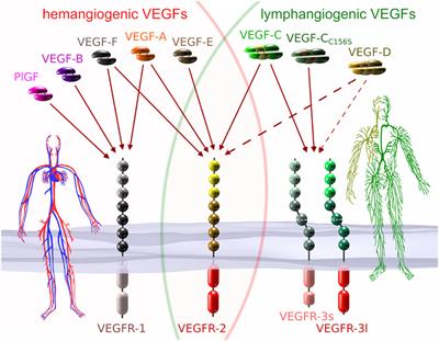 Biology of Vascular Endothelial Growth Factor C in the Morphogenesis of Lymphatic Vessels